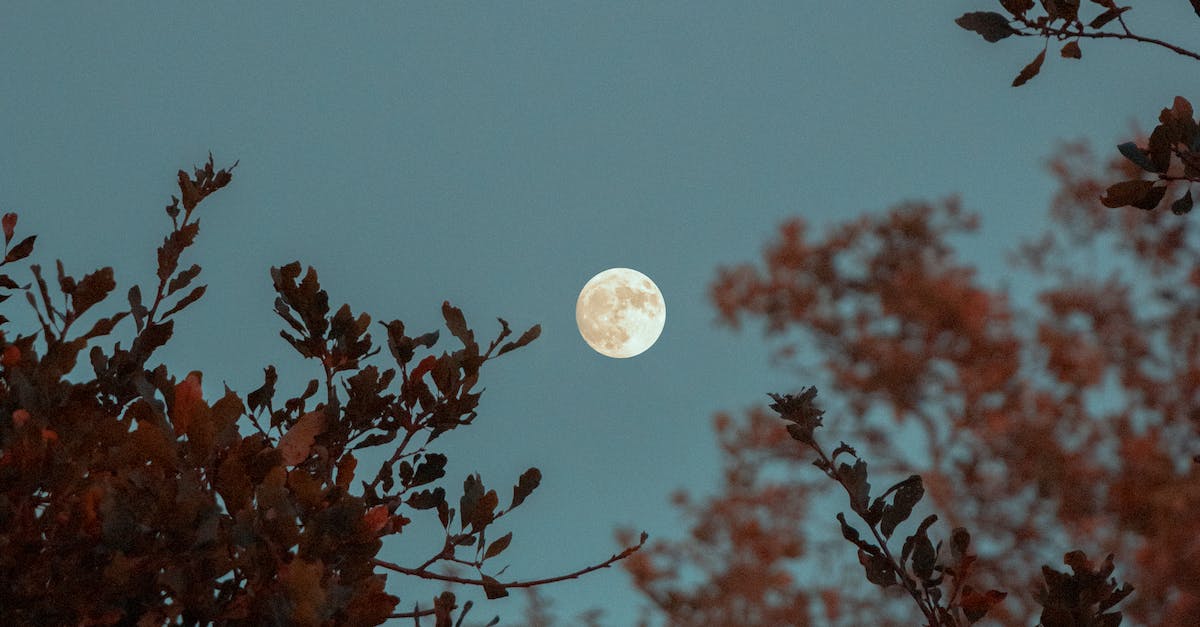 Full Moon Over the Tree 1