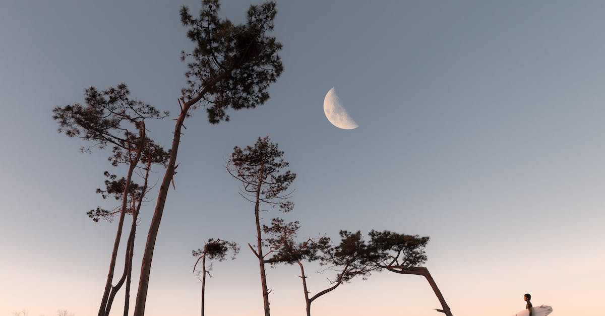 Half Moon and Silhouette of Trees 1