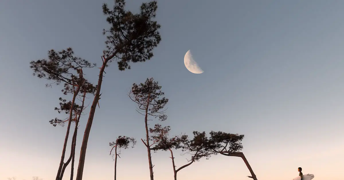 Half Moon and Silhouette of Trees 3